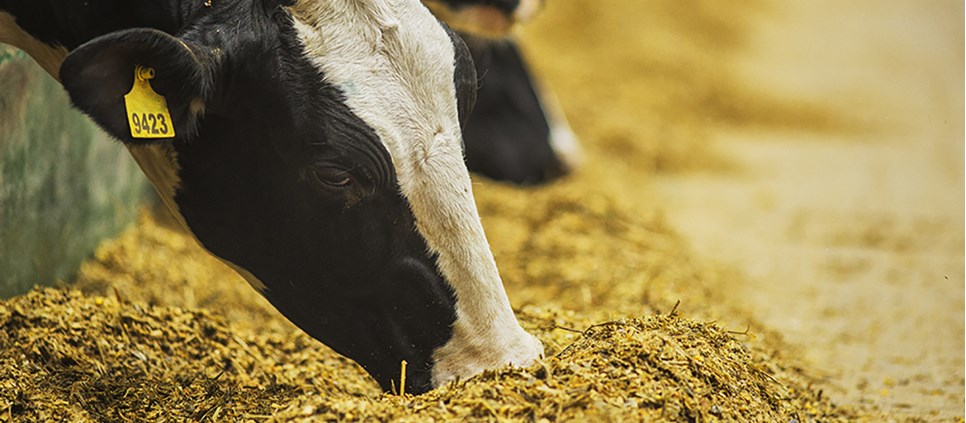 Zinc oxide Animal Nutrition - EverZinc Zinc oxide Animal Nutrition - EverZinc