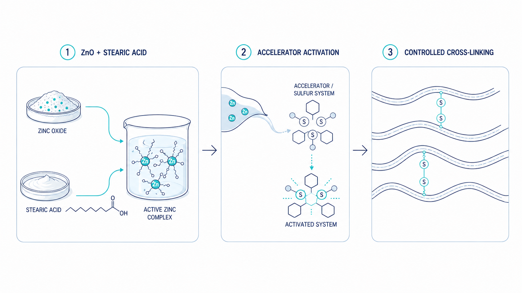Simplified diagram of zinc oxide activation and sulfur cross-linking during rubber vulcanization.